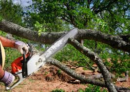 Trusted Essex, IL Tree Removal Experts